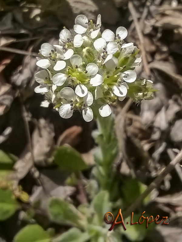 Lepidium hirtum hirtum.09