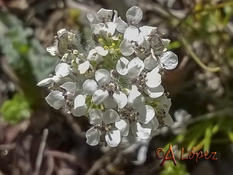 Lepidium hirtum hirtum.14