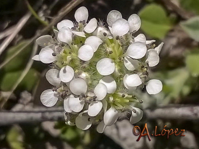 Lepidium hirtum hirtum.16