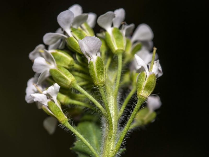 Lepidium petrophillum.01