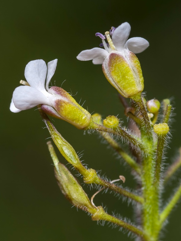 Lepidium petrophillum.02