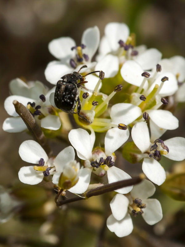 Lepidium petrophillum.03