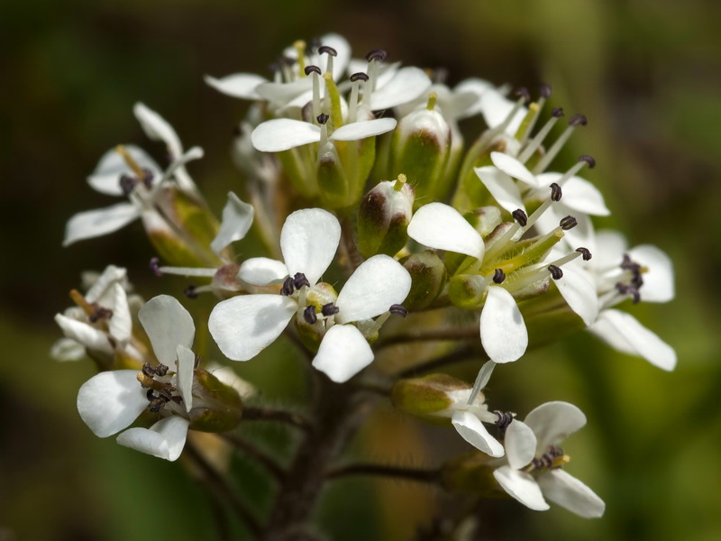 Lepidium petrophillum.04