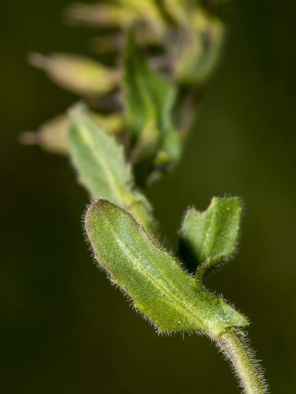 Lepidium petrophillum.07