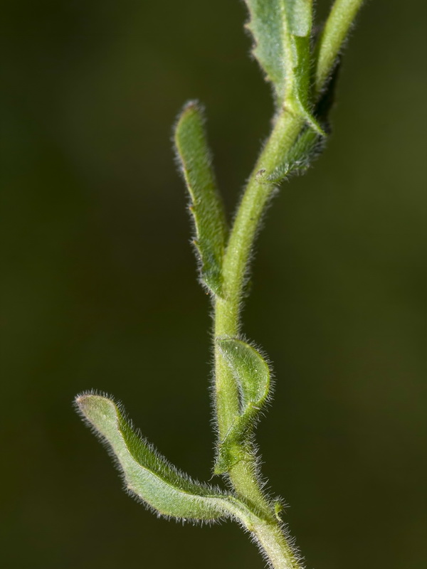 Lepidium petrophillum.09