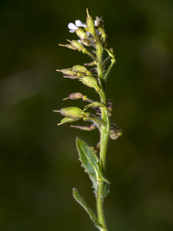 Lepidium petrophillum.11