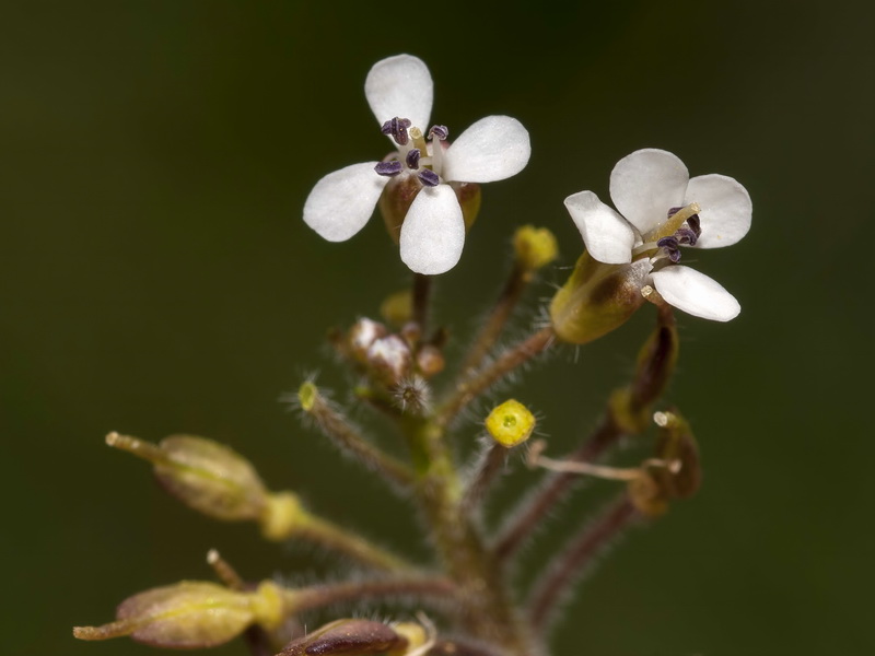 Lepidium petrophillum.13