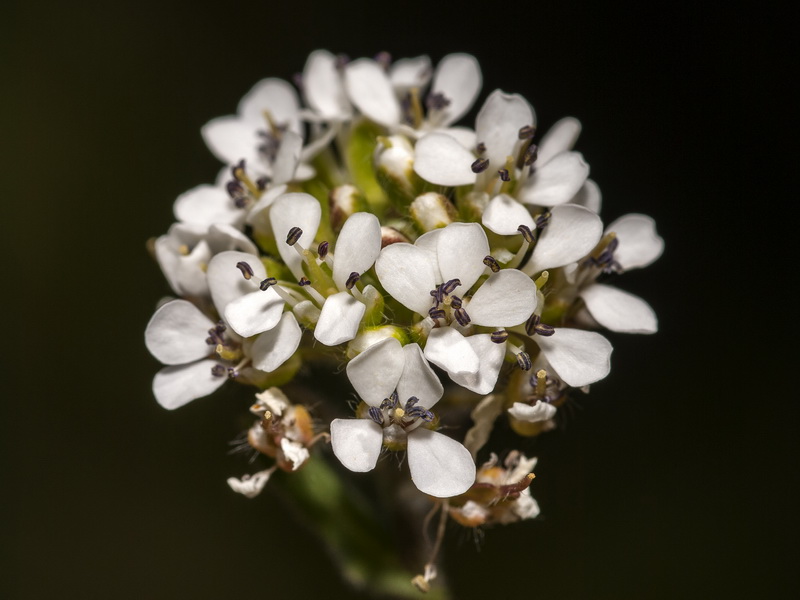 Lepidium petrophillum.15