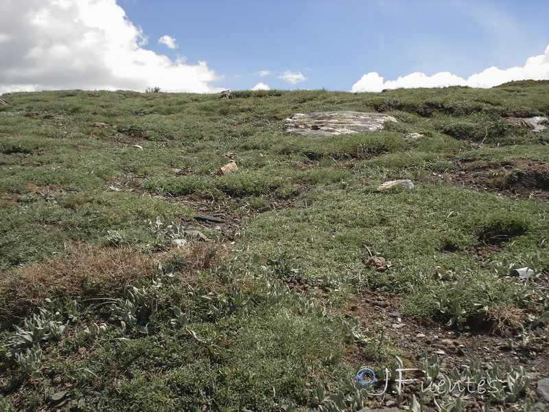 Lepidium petrophillum.16