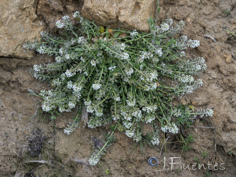 Lepidium petrophillum.26