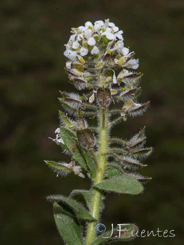 Lepidium petrophillum.19