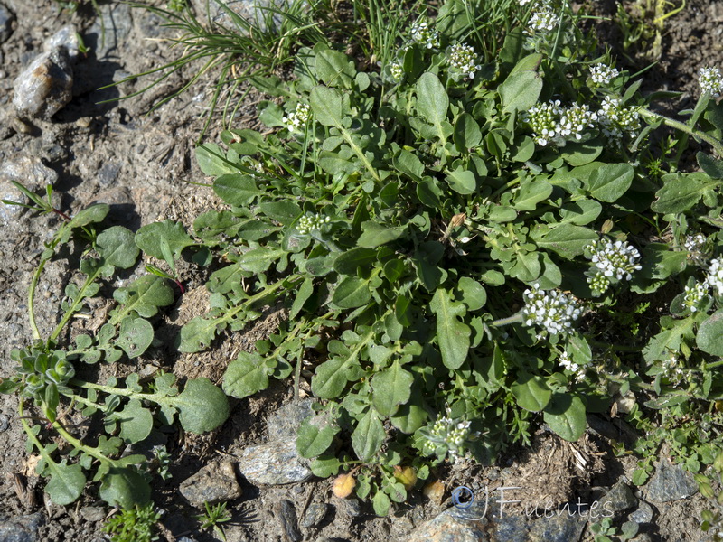Lepidium petrophillum.34