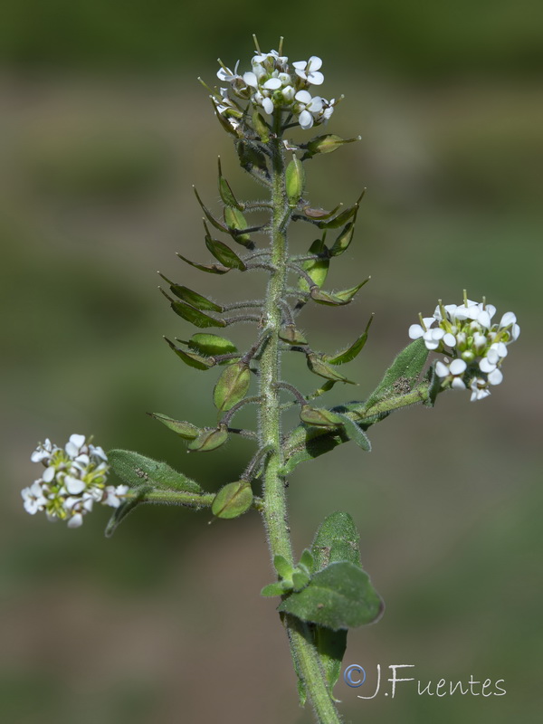 Lepidium petrophillum.35