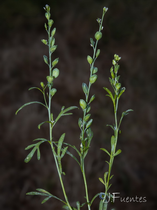 Lepidium sativum.01