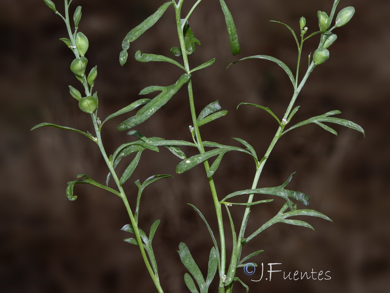Lepidium sativum.02