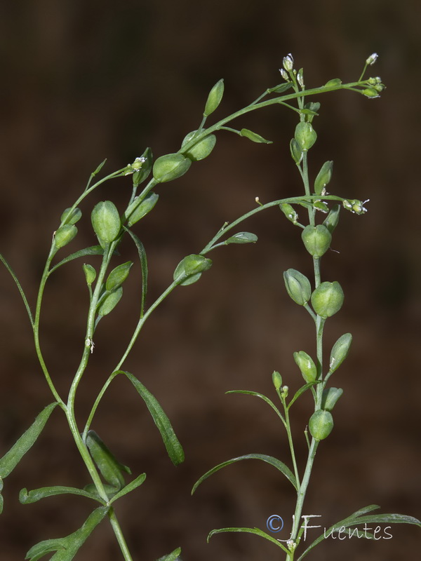 Lepidium sativum.03