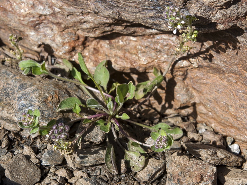 Lepidium stylatum.04