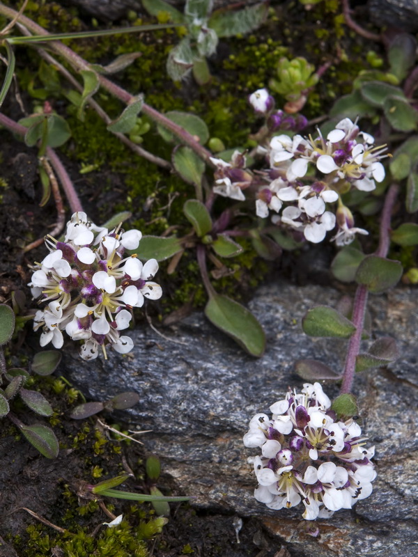 Lepidium stylatum.06