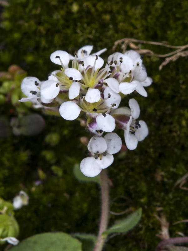 Lepidium stylatum.07