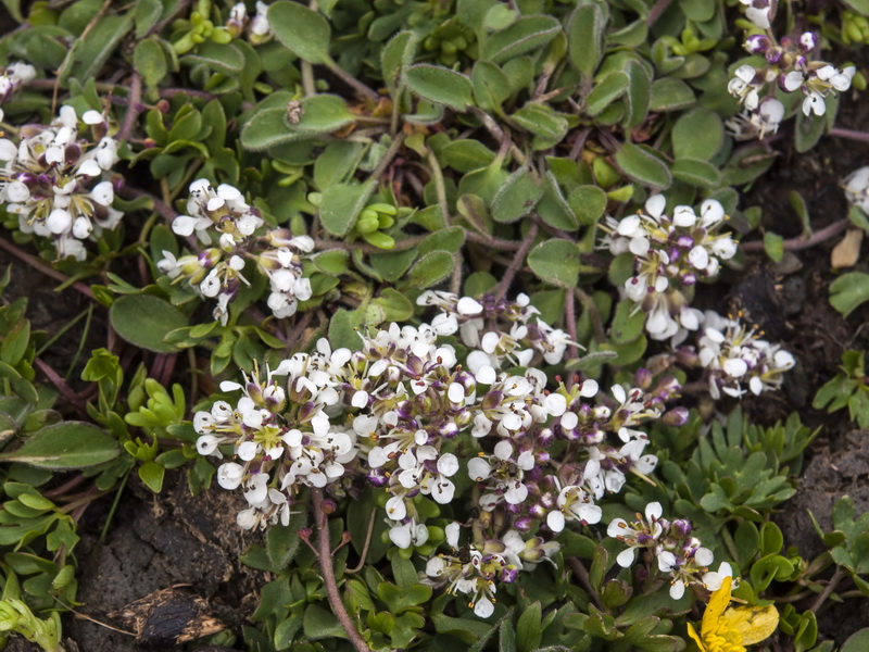 Lepidium stylatum.08