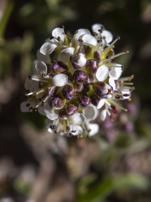 Lepidium stylatum.11