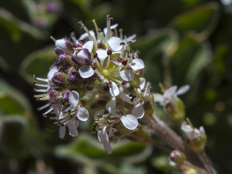 Lepidium stylatum.13