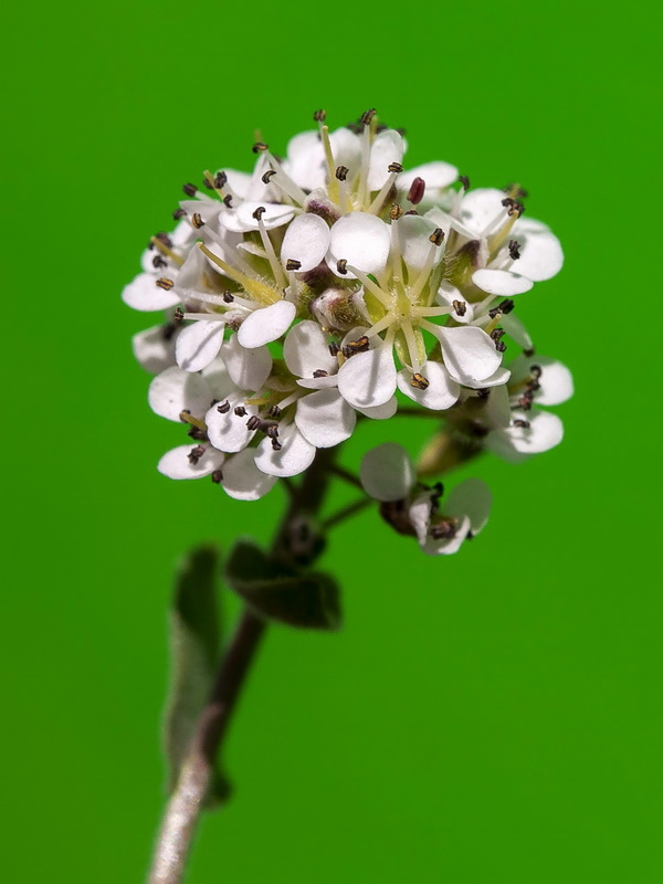 Lepidium stylatum.14