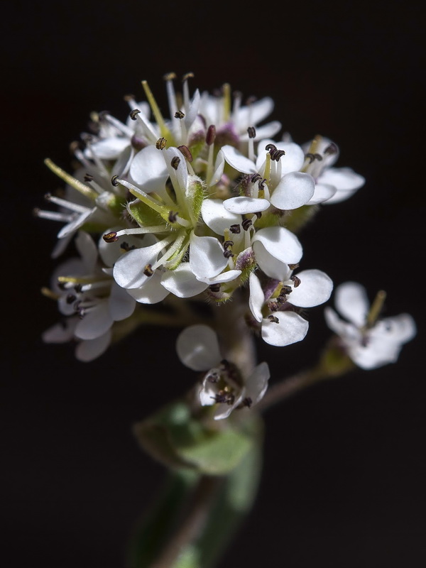 Lepidium stylatum.16
