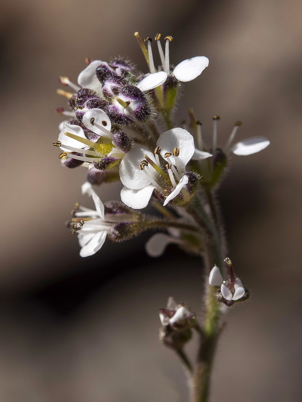 Lepidium stylatum.18