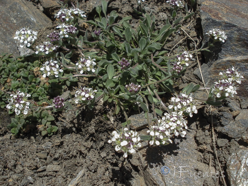 Lepidium stylatum.21