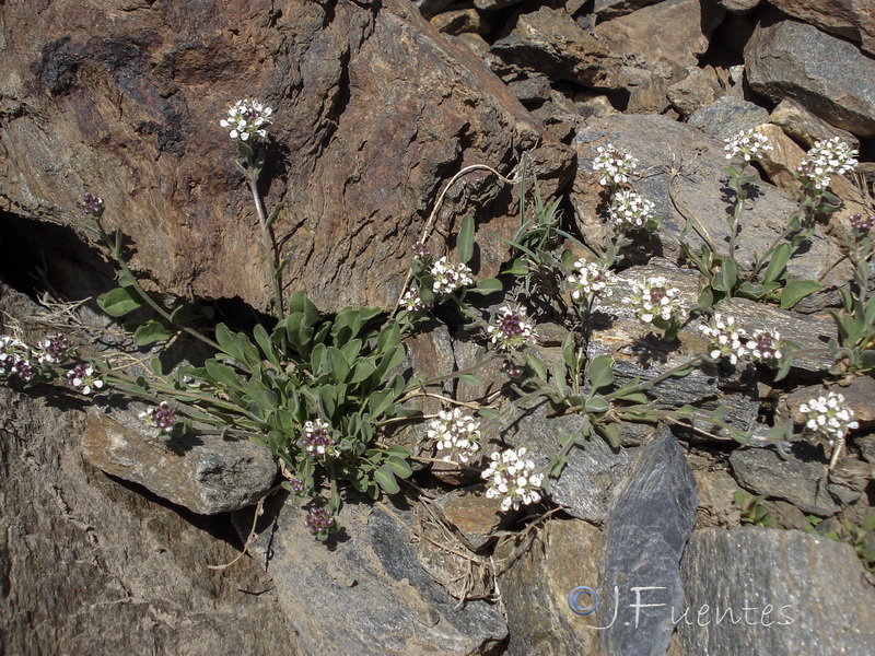 Lepidium stylatum.23