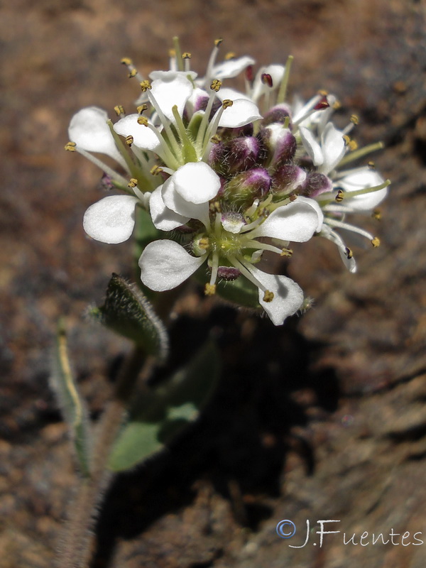 Lepidium stylatum.26