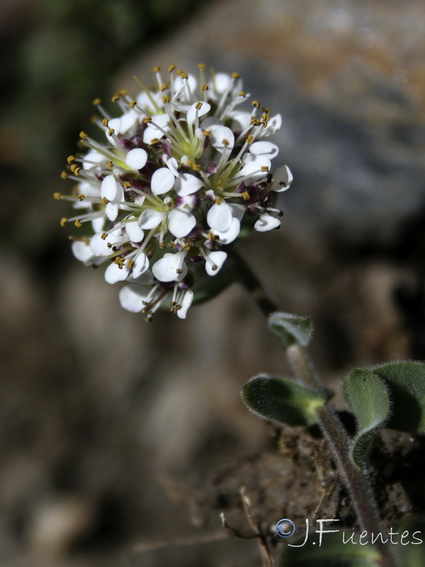 Lepidium stylatum.29