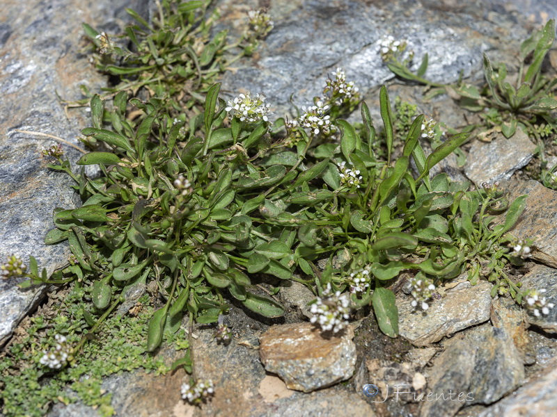 Lepidium stylatum.32