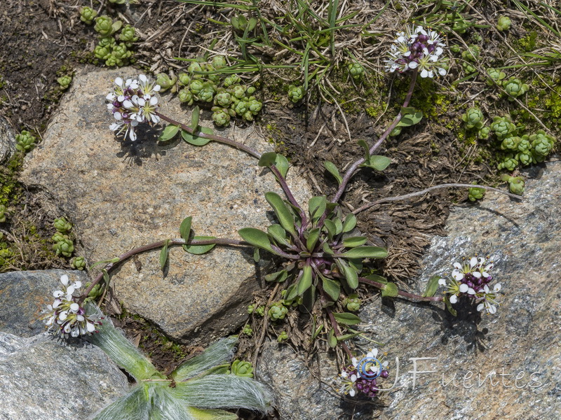 Lepidium stylatum.38