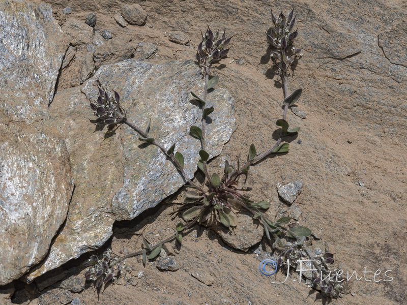 Lepidium stylatum.39