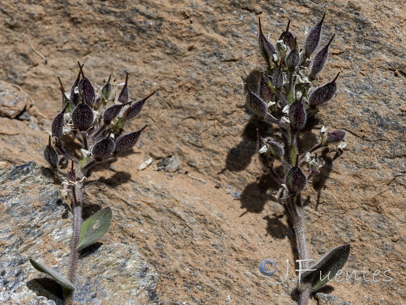 Lepidium stylatum.42