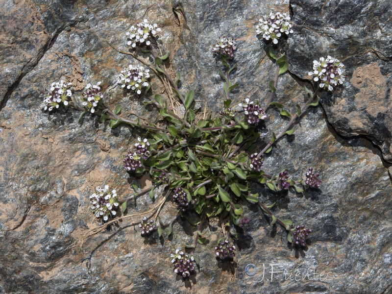 Lepidium stylatum.04