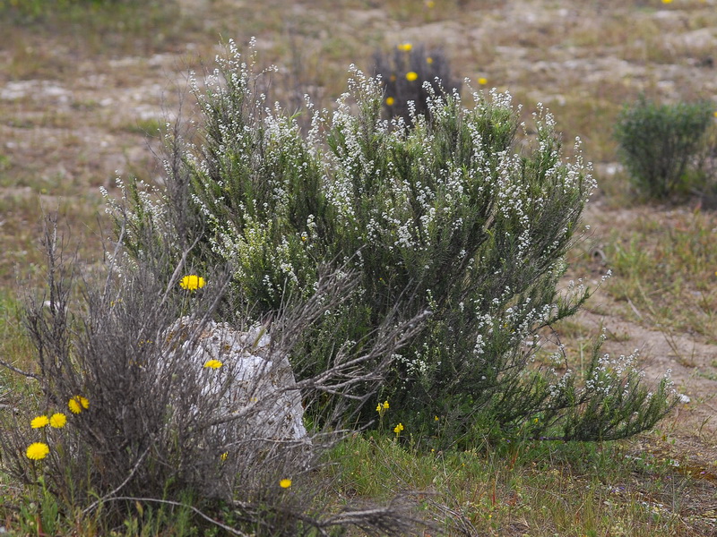 Lepidium subulatum.03