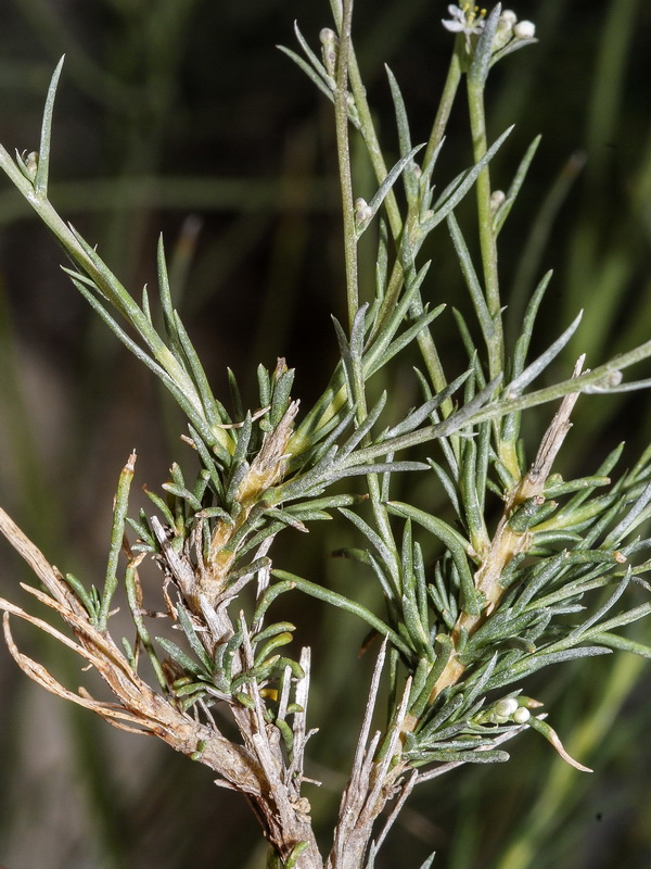 Lepidium subulatum.07