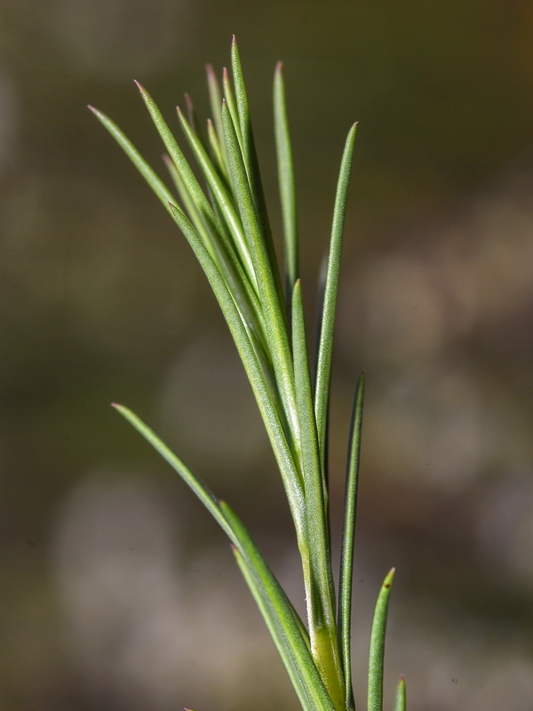 Lepidium subulatum.09