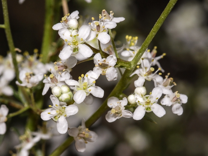 Lepidium subulatum.16