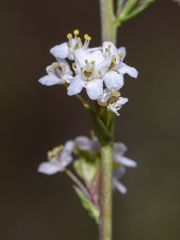 Lepidium subulatum.19