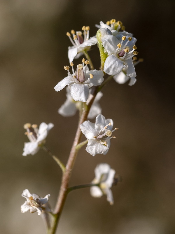 Lepidium subulatum.21
