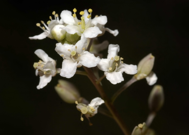 Lepidium subulatum.30
