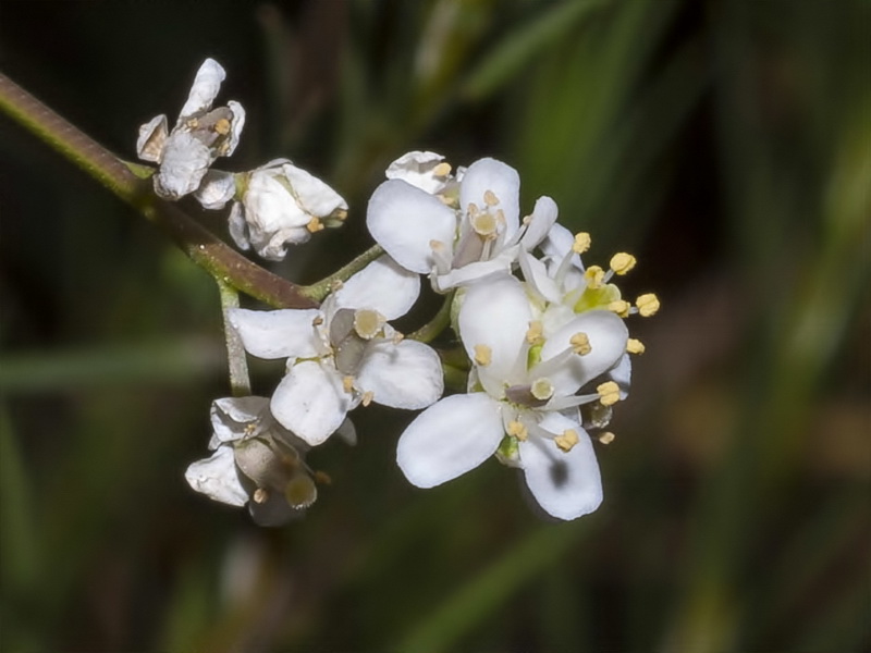 Lepidium subulatum.32