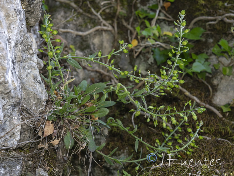 Lepidium villarsii anticarium.01