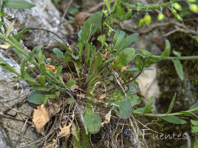 Lepidium villarsii anticarium.02