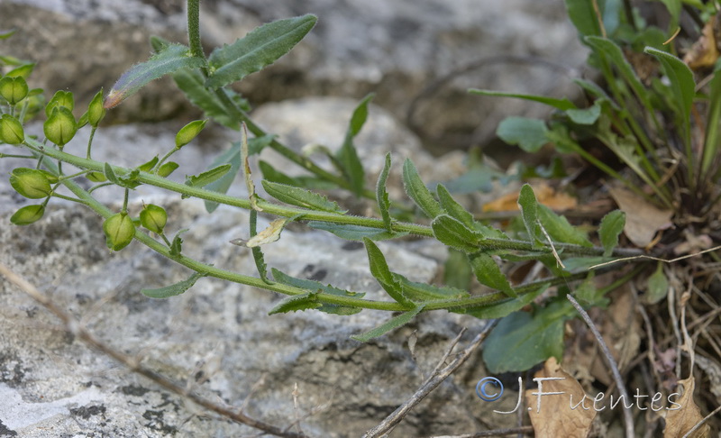 Lepidium villarsii anticarium.03