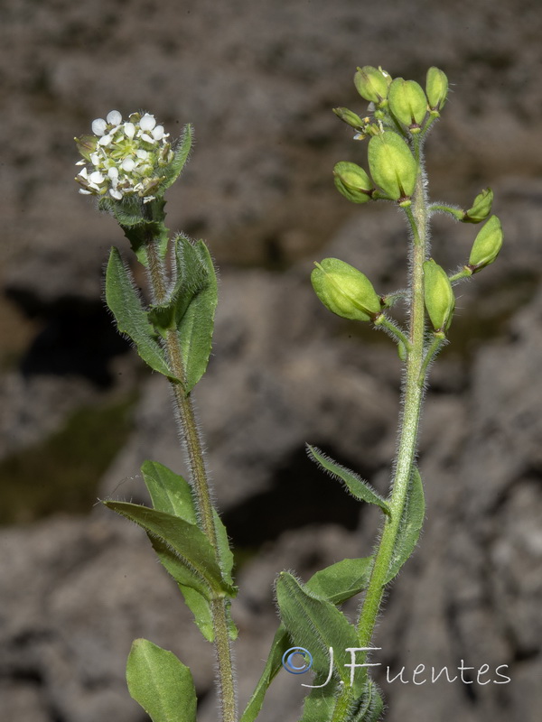 Lepidium villarsii anticarium.04